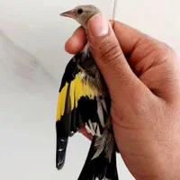 کبوتر نر جوجه سهرره قناری عروس هلندی|پرنده|اصفهان, جاوان|دیوار