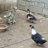 اردک دانه ای ۶۵۰ تومن