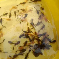 ماهی کت پوزه بوته ای باله بلند و کوتاه و ال ۵۹