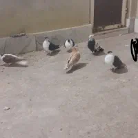 کبوتر صید رنگی|پرنده|مشهد, وحید|دیوار