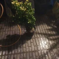 گل و گیاه تزیینی|گل و گیاه طبیعی|کرج, کیانمهر|دیوار