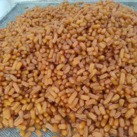 تولیدی بامیه خشک (عسلی) انگشتی و ریز عالی|خوردنی و آشامیدنی|تهران, ترمینال غرب|دیوار