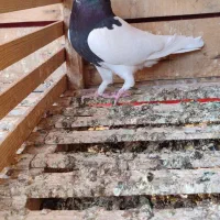 کبوتر طوقی کله ای شازده