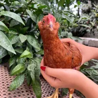 تعدادی مرغ و خروس چهل تاج ریشو  چهارماهه