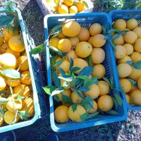 پرتقال تامسون|خوردنی و آشامیدنی|قائمشهر, |دیوار