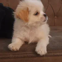 واگذاری  سگ  شیتزو  و پامرانین