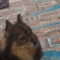 پامر اشپیتز روباهی