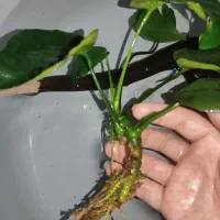 گیاه آنوبیاس آکواریوم معاوضه با کت|ماهی|شاهین‌شهر, عطار|دیوار