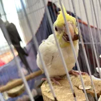 عروس هلندی تازه به دنیا اومده|پرنده|خلخال, |دیوار