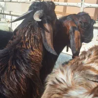بزغاله نر دورگ پاکستانی