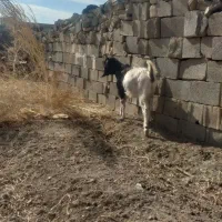 بز داشت|حیوانات مزرعه|دورود, |دیوار