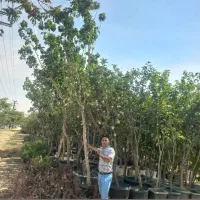 نهال میوه بندار بزرگ همه ارقامی و کبوده زینتی