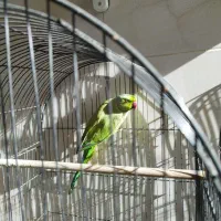 طوطی ملنگو نر