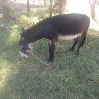 خر الاغ جوان 2 ساله