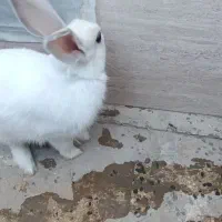 خرگوش سفید وبامزه|موش و خرگوش|شهریار, رزکان|دیوار