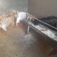 بزغاله|حیوانات مزرعه|شاهدشهر, |دیوار