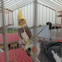 هردوتا نر سالم