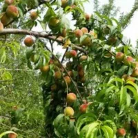 اگه نهال هلو شفتالو میخوای قیمت فقط 20000نهالستان