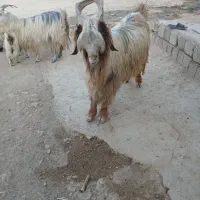 سلام چپش توخمی یه رون سرحال بفروش میرسد