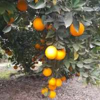 پرتقال تامسون و خونی ۱۰ تن درجه ۱