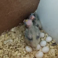 جفت عروس هلندی|پرنده|مشهد, شهید قربانی|دیوار