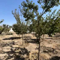 ۲۶۰۰متر زمین/سند تکبرگ/چهاردیواری|فروش زمین و ملک کلنگی|محمدشهر, عباس آباد|دیوار