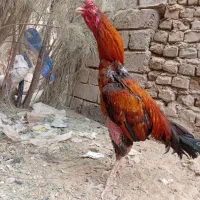 خروس لاری افغانی