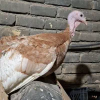 بوقلمون|پرنده|اصفهان, دستگرده|دیوار