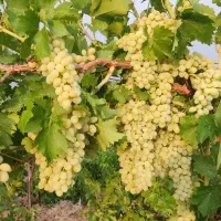 فروش دو هکتار با انگور|فروش دفتر صنعتی، کشاورزی، تجاری|طسوج, |دیوار