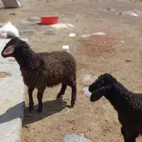 بره نر و ماده