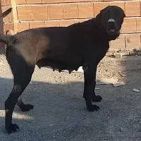 ماده سرابی دوساله استثنایی