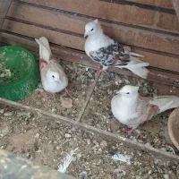 کفتر دوکت مهر سرور