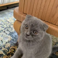 گربه اسکاتیش فولد بلو
