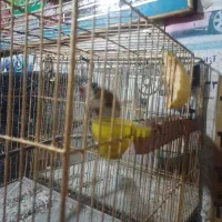 سهره قناری|پرنده|اردبیل, |دیوار