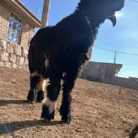 یک راس بره قوچی  اصلی