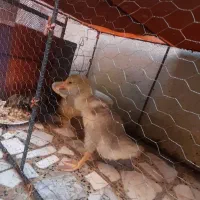 قو غاز و اردک