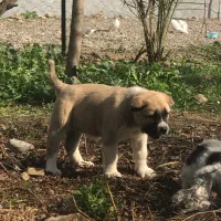 توله الابای اصیل