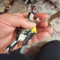 سهره نربخون کرمانشاهی سالم سالم