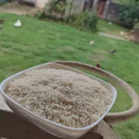 برنج درشت لاشه و نیم دانه هاشمی سورت شده