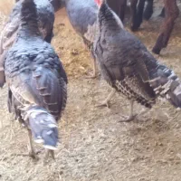 بقلمون نر برنز|پرنده|جعفرآباد, |دیوار