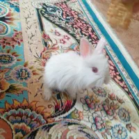 خرگوش سفید چشم شرابی