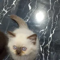 برتیش لانگهیر پسر|گربه|تهران, تهرانسر مرکزی|دیوار