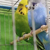 مرغ عشق انگلیسی