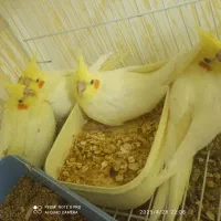 انواع عروس هلندی های زیبا در تمامی رنگ ها