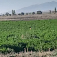 فروش سیب زمینی اگریا