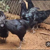 خروس و مرغ نژاد آیام سمانی