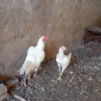 مرغ و خروس لاری