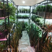 گل و گیاه آپارتمانی