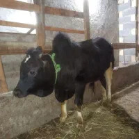 گاو نر ورزا کوله