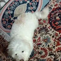 سگ گمشده|حیوانات|خلخال, |دیوار